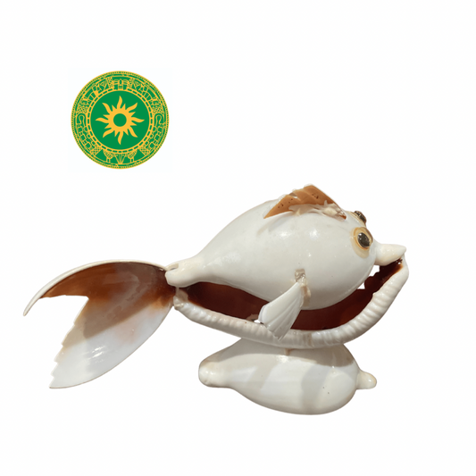 WHITE CONCH FISH